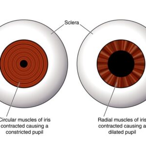 Pupil Function Simulation